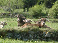 tal02.jpg (42716 Byte)